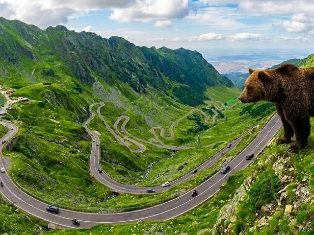 Ein Bär blickt auf die kurvenreiche Transfăgărășan-Hochalpenstraße in Rumänien hinab.